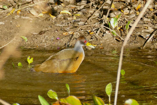 Image of Grey-cowled Wood Rail