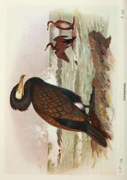 Image of Phalacrocorax Brisson 1760