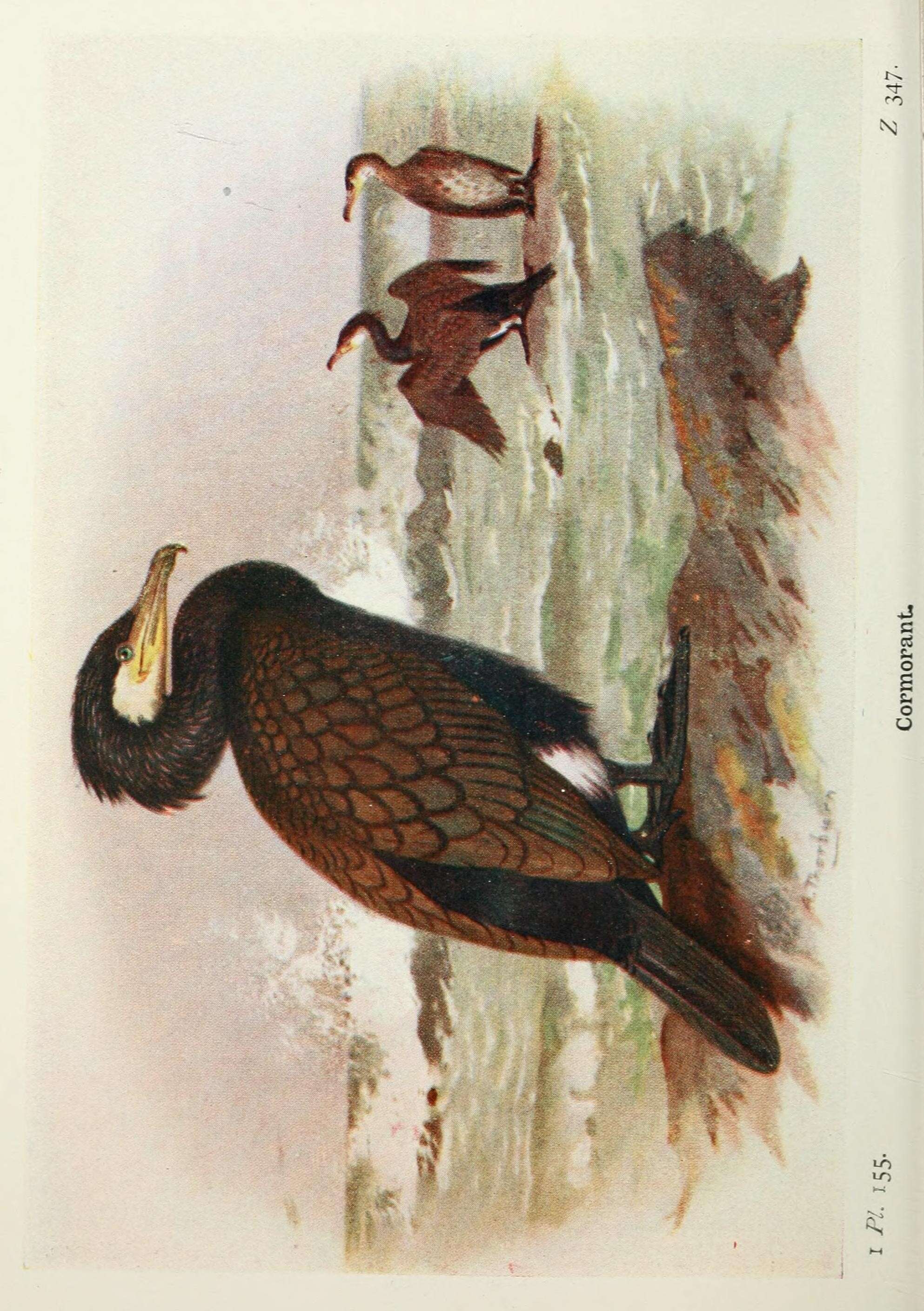 Plancia ëd Phalacrocorax Brisson 1760