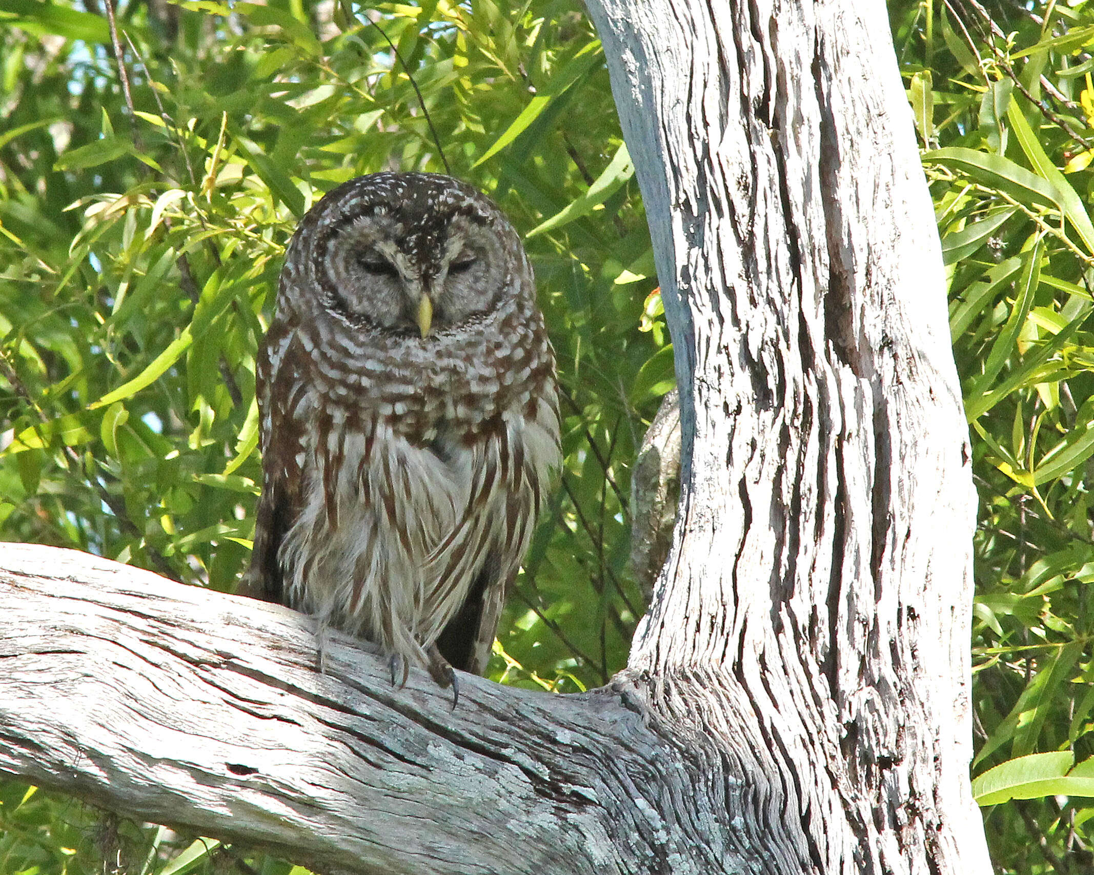 Image of Strix Linnaeus 1758