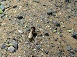 Image of harvester termites
