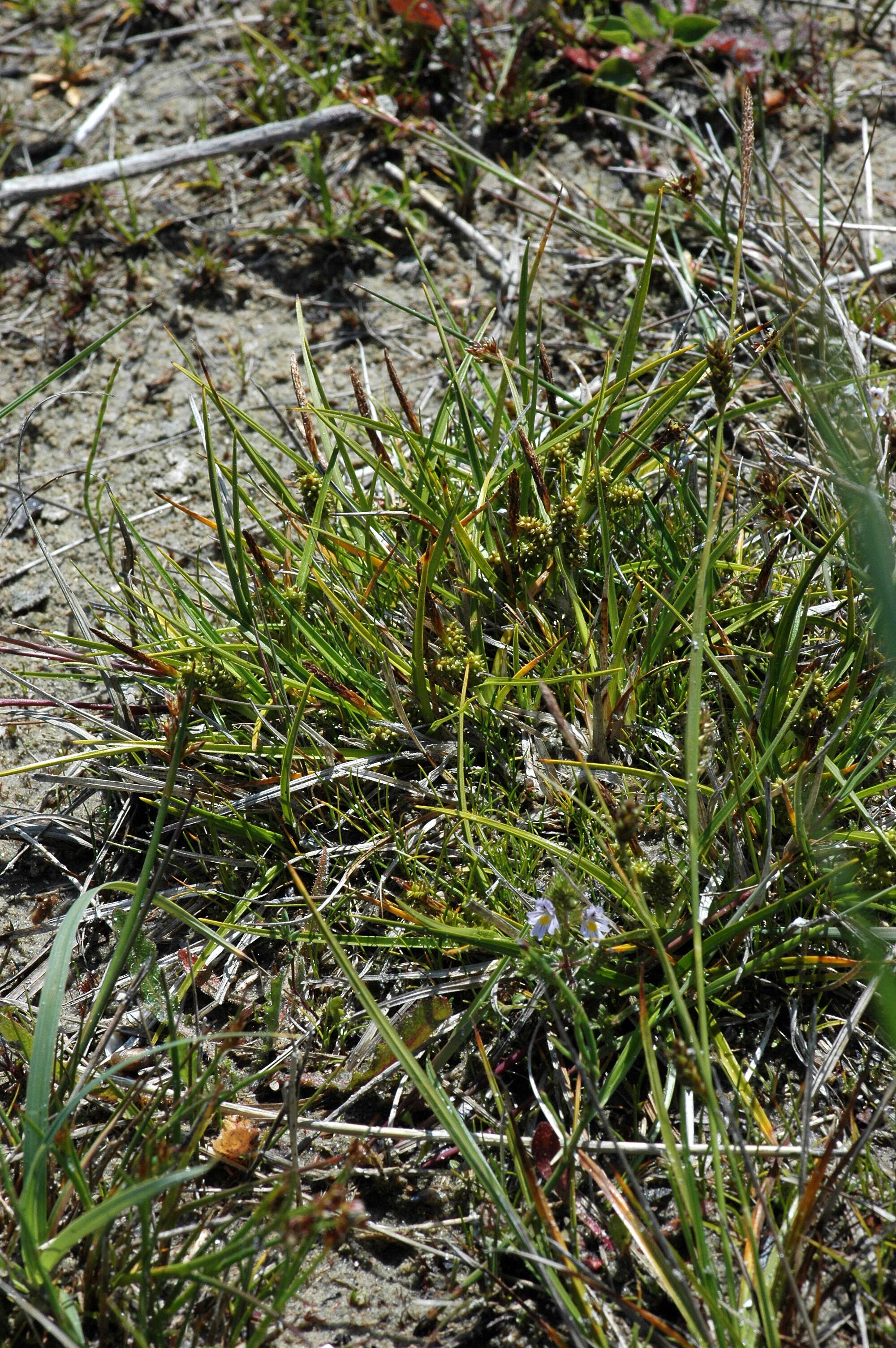 Image of Carex oederi var. oederi