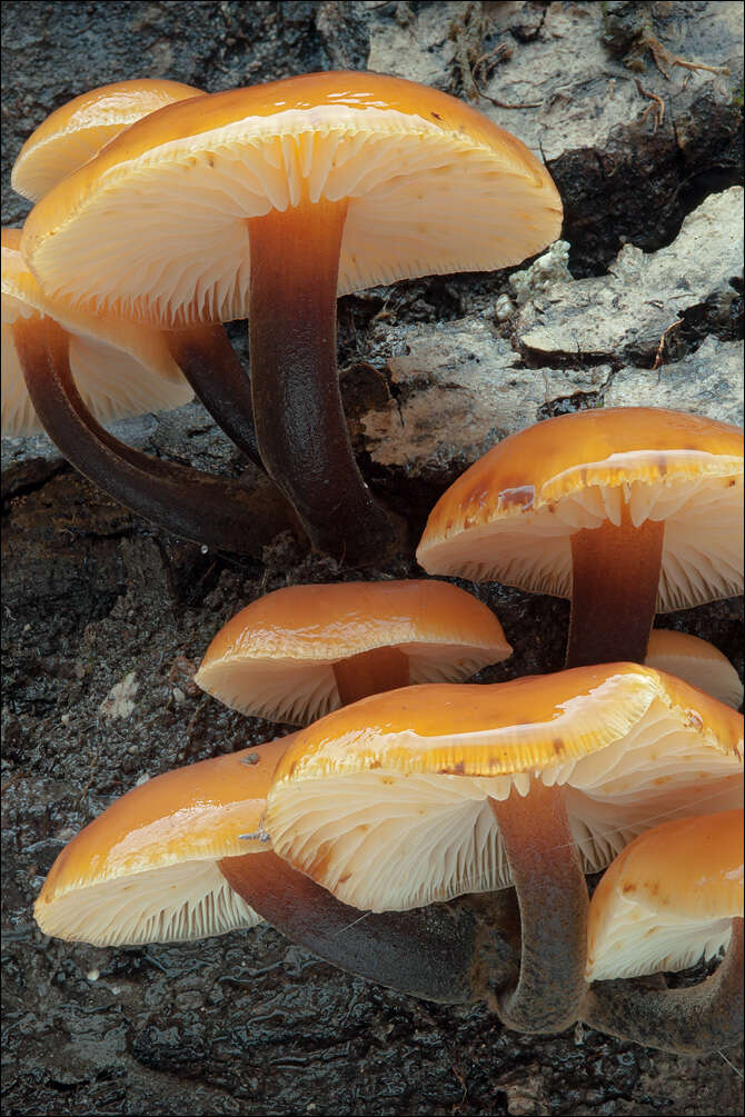 Plancia ëd Flammulina velutipes (Curtis) Singer 1951