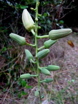 Image of Passiflora contracta Vitta