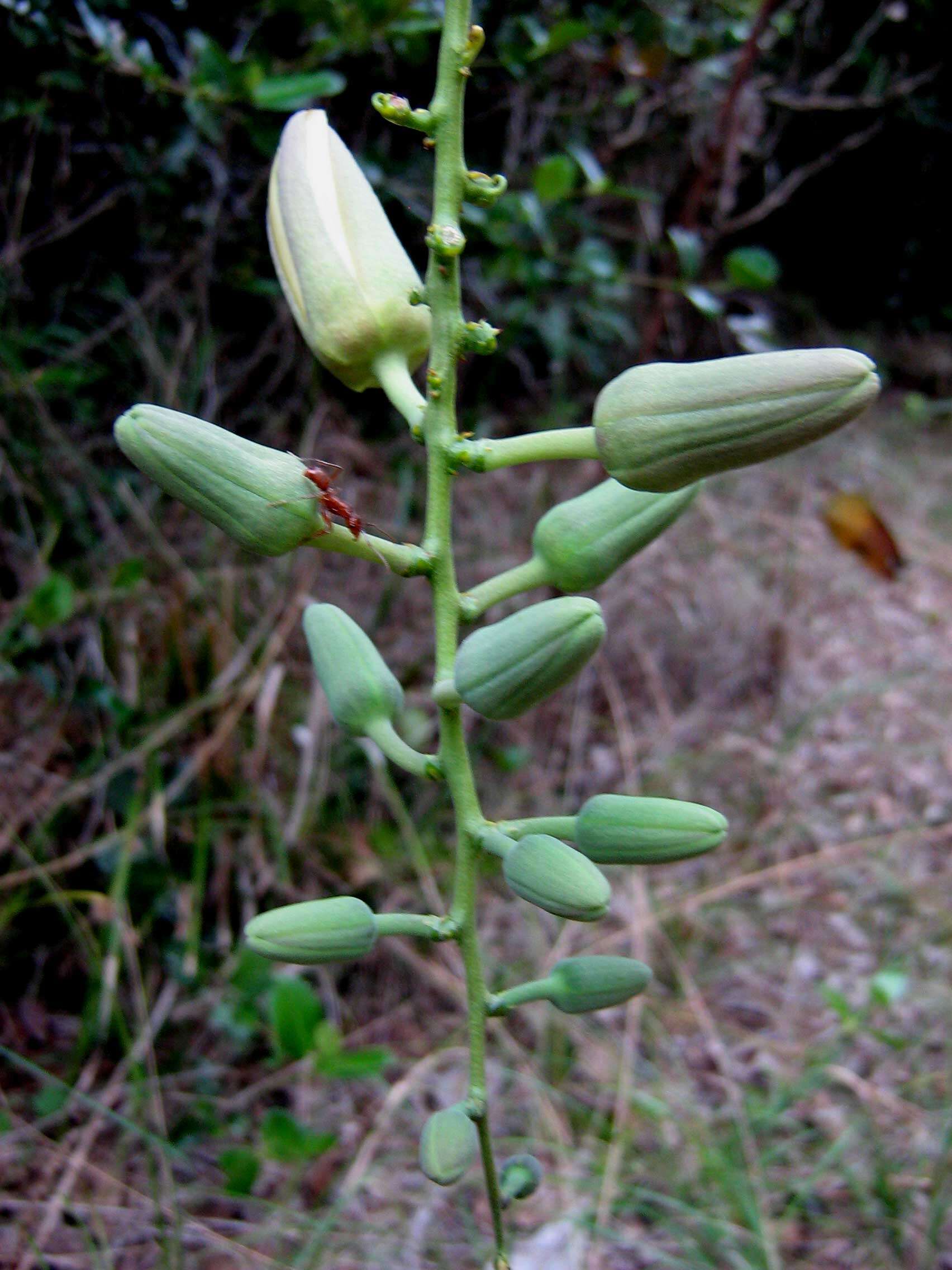 Sivun Passiflora contracta Vitta kuva