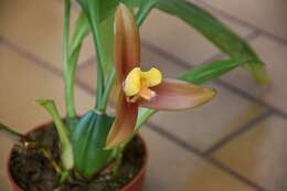 Image of lycaste