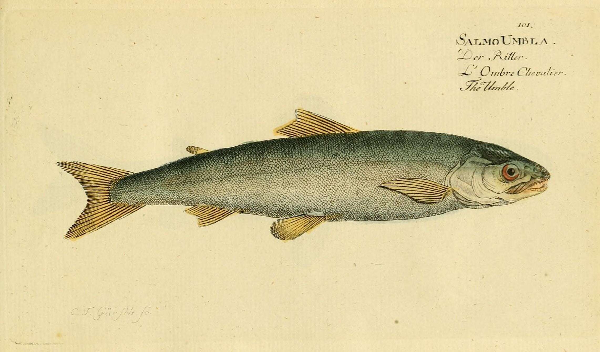 Image of Salvelinus