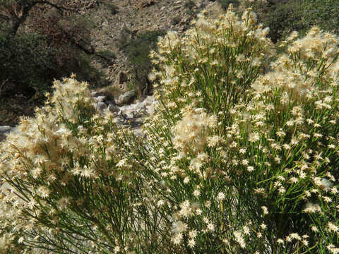 Image of Chilean romerillo