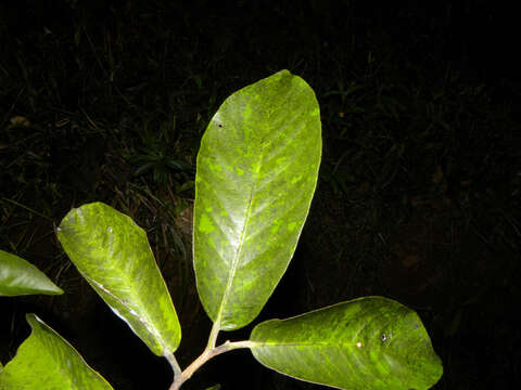 Image of Aspidosperma myristicifolium (Markgr.) Woodson