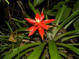 Image of tufted airplant