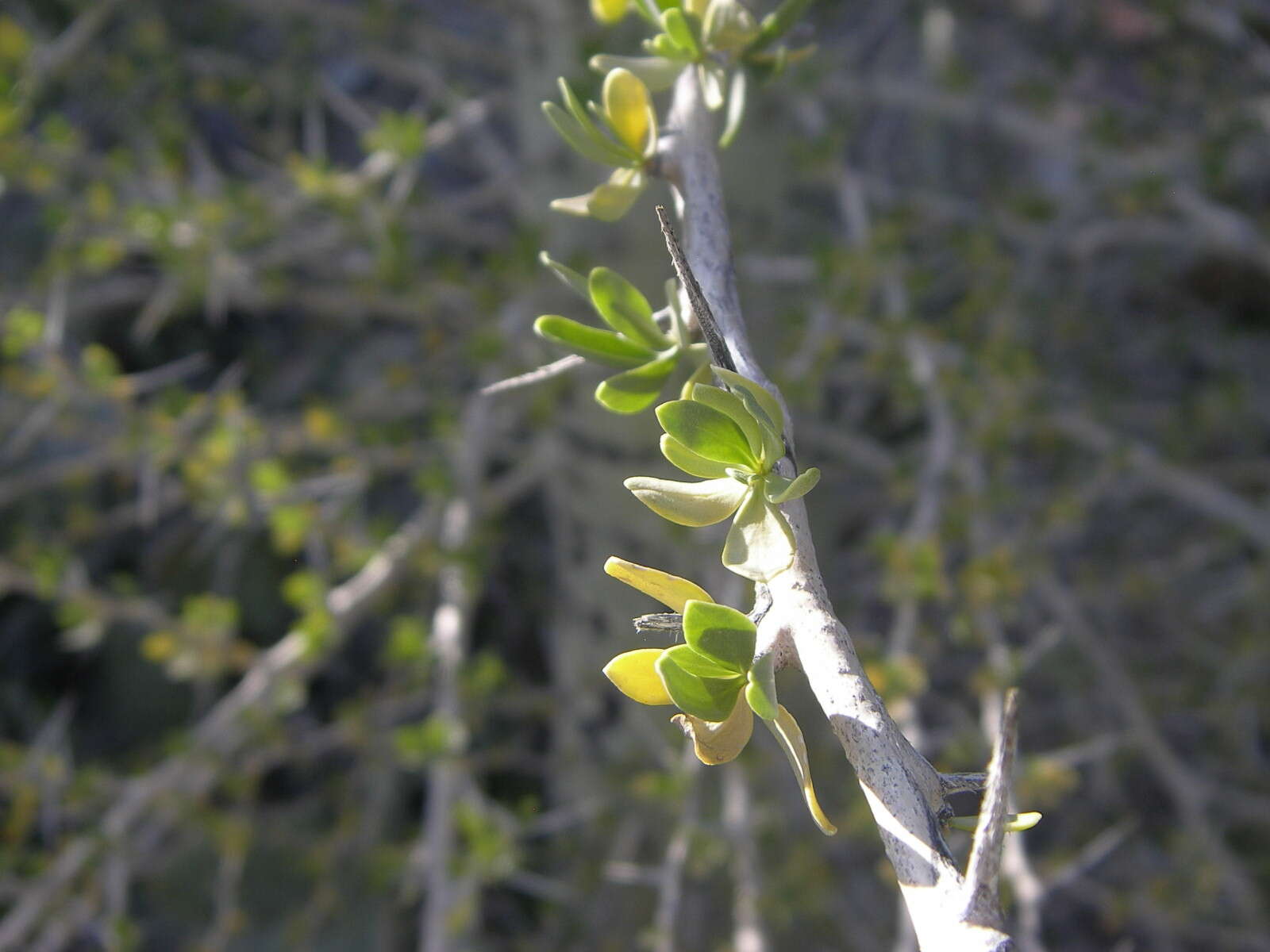 Image of boojum tree