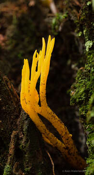 Imagem de Calocera viscosa (Pers.) Fr. 1821