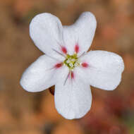 Image of Drosera spilos N. Marchant & Lowrie