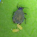 Image of Aphid