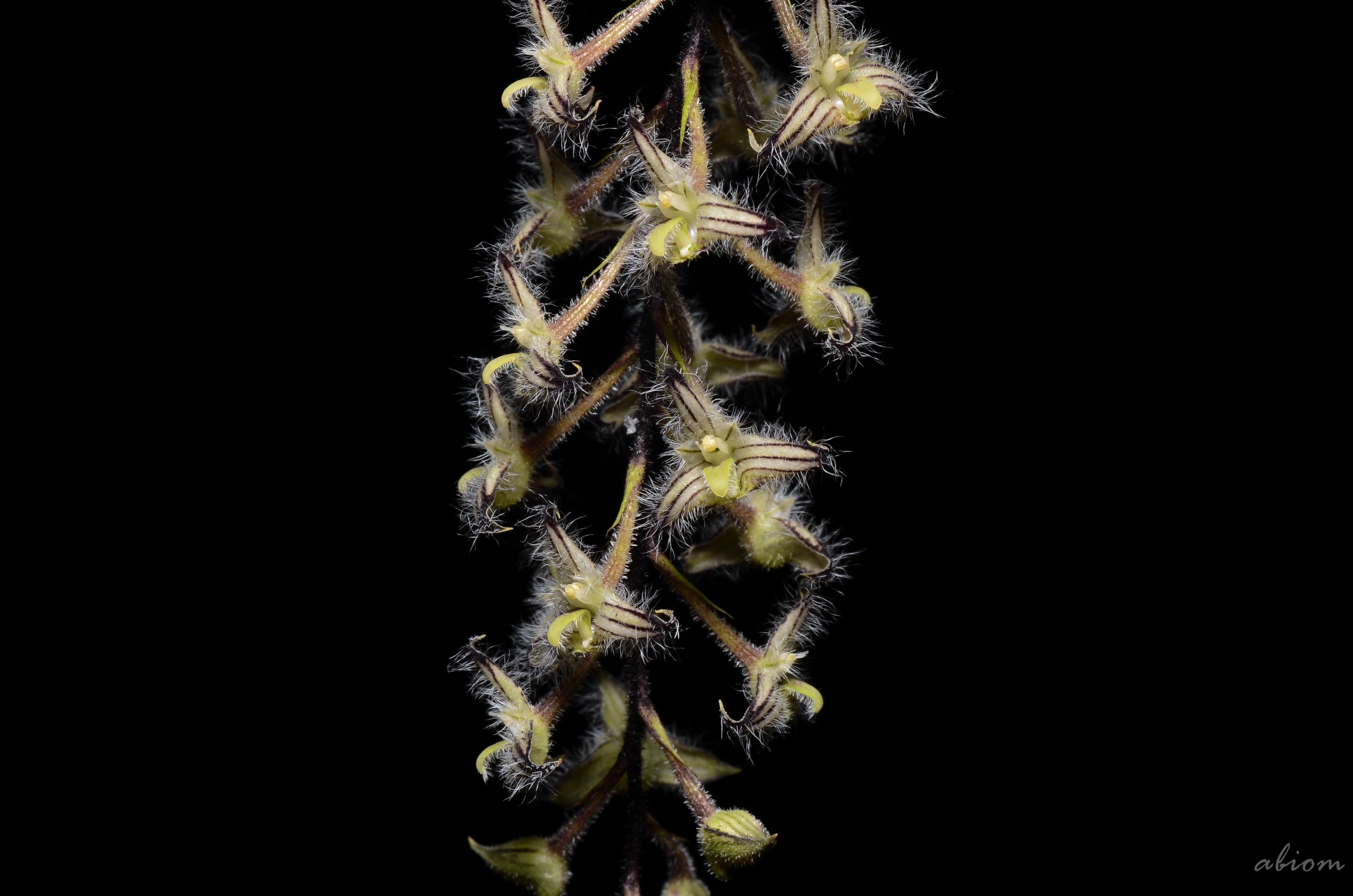 Image of Bulbophyllum lindleyanum Griff.