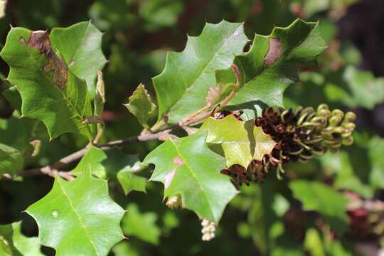 Image of Grevillea bedggoodiana J. H. Willis ex Mc Gill.