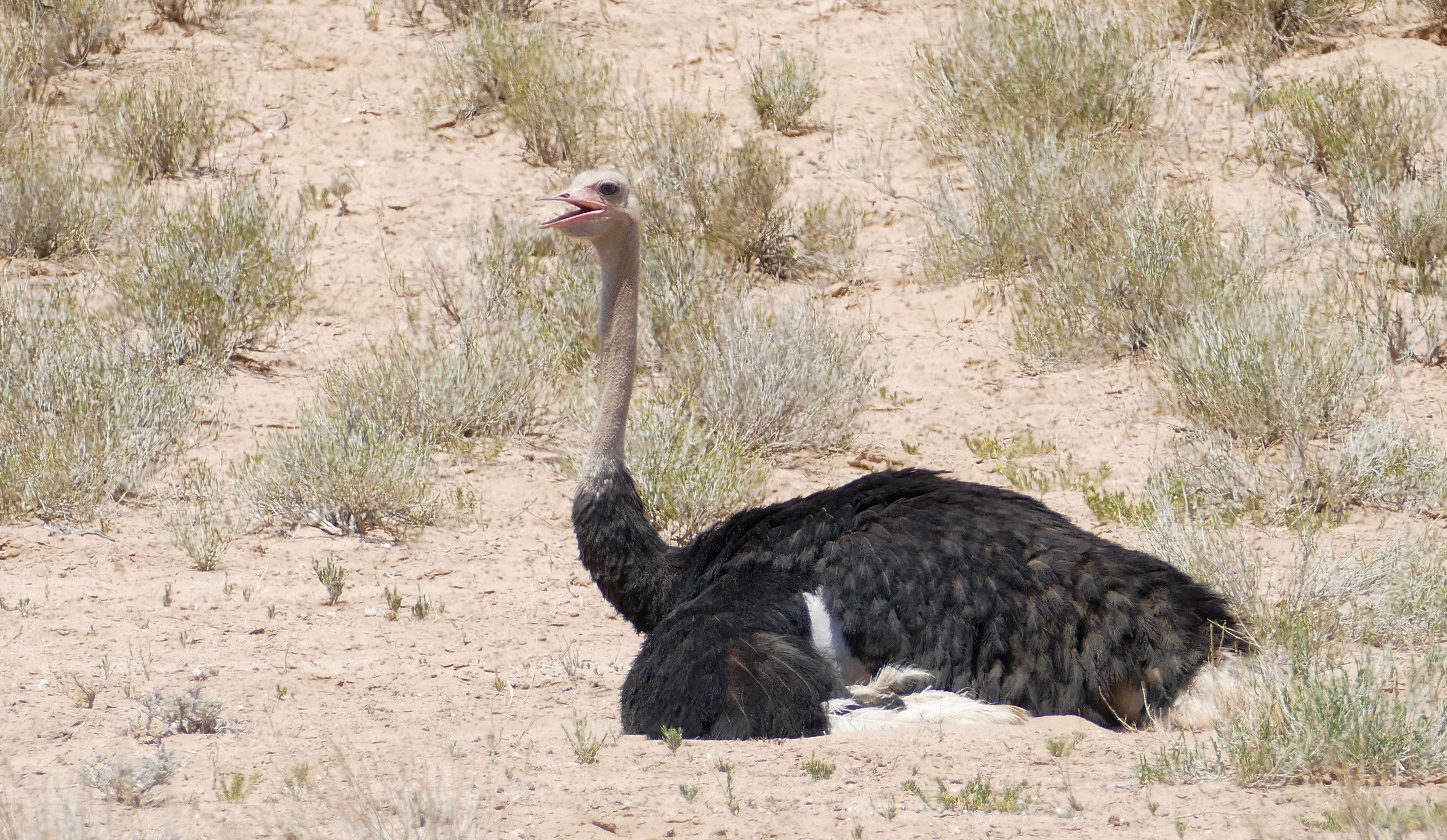 Image of South African Ostrich