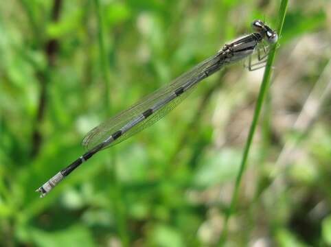 Image of bluet