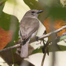 Слика од Pachycephala simplex simplex Gould 1843