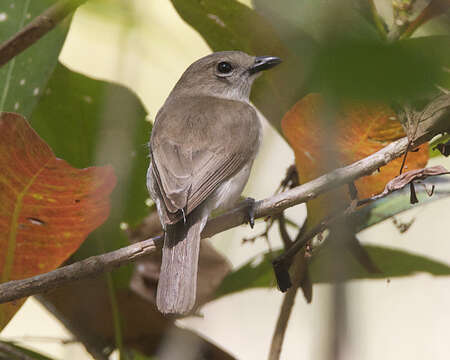 Image of Grey Whistler