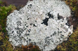 Image of crater lichen