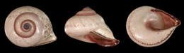 Image of Papua New Guinea Land Snails