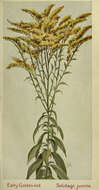 Solidago juncea Ait. resmi