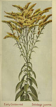 Solidago juncea Ait. resmi