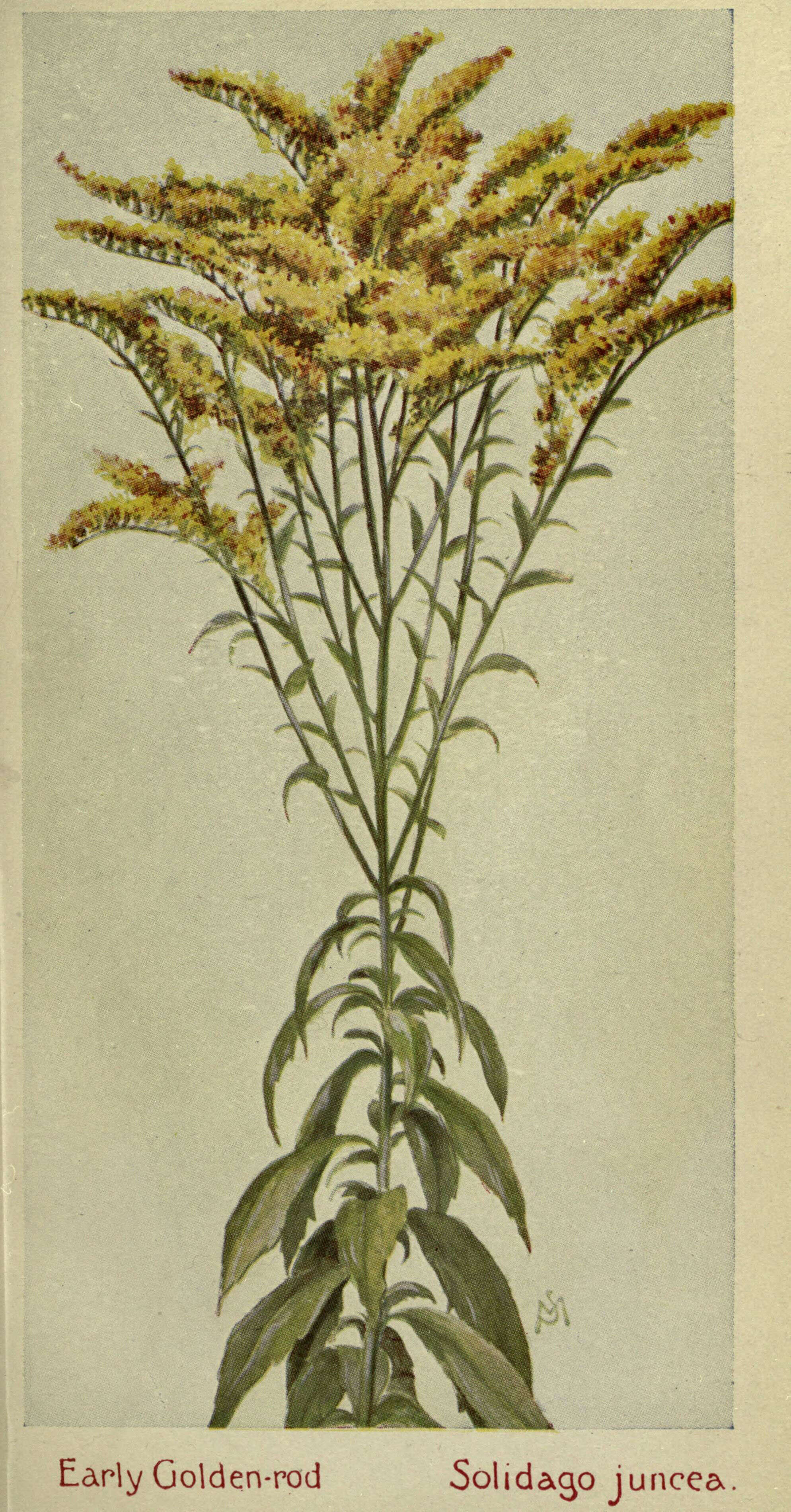 Image of early goldenrod