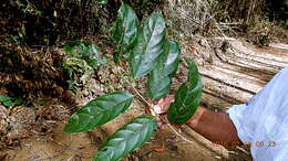 Image of Casearia commersoniana Cambess.