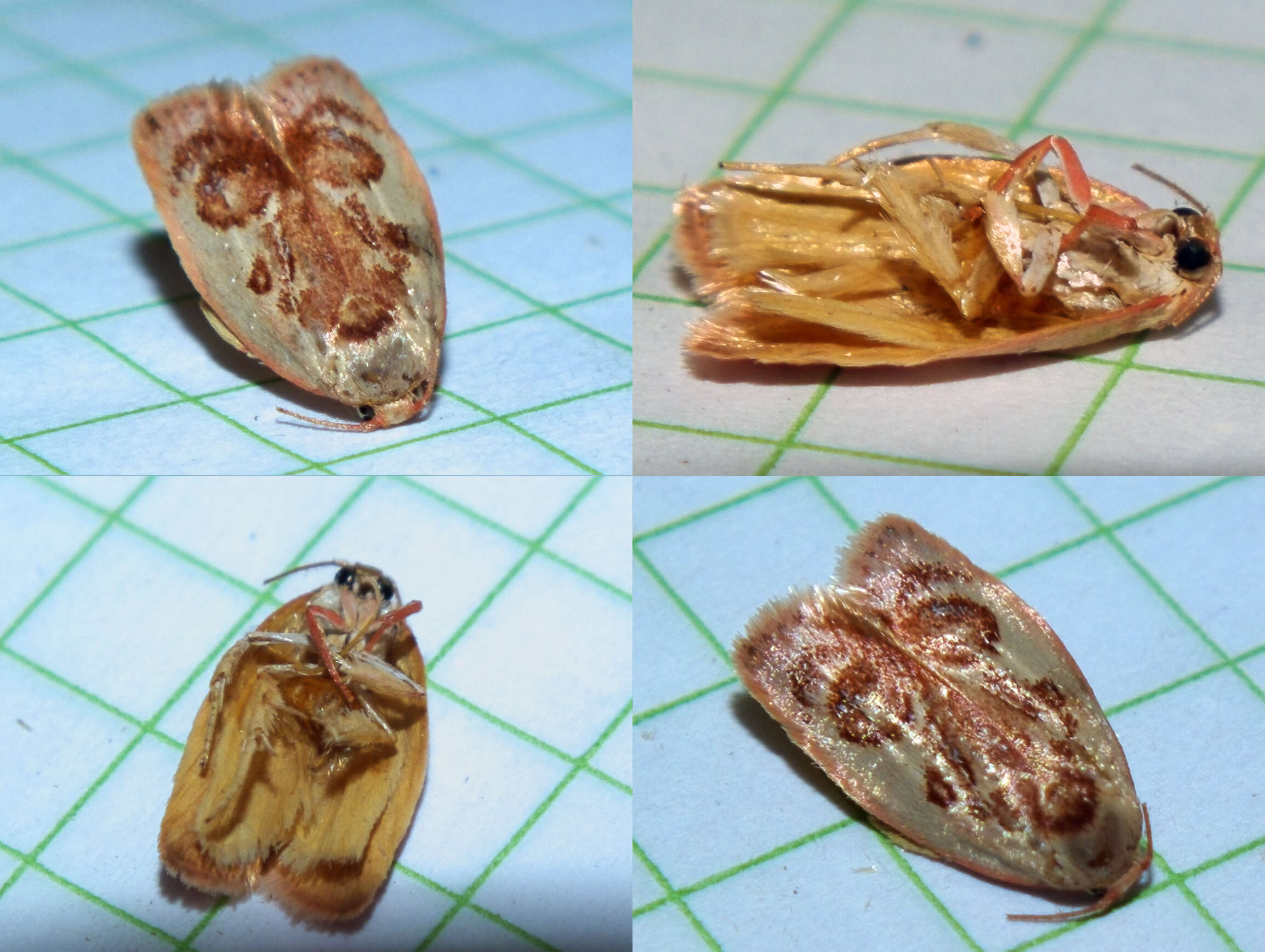 Image of concealer moths