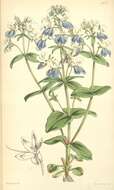 Image of Collinsia