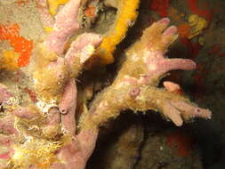 Image of Porifera