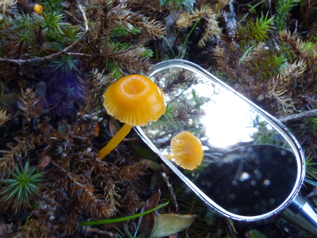 Imagem de Hygrocybe chromolimonea (G. Stev.) T. W. May & A. E. Wood 1995