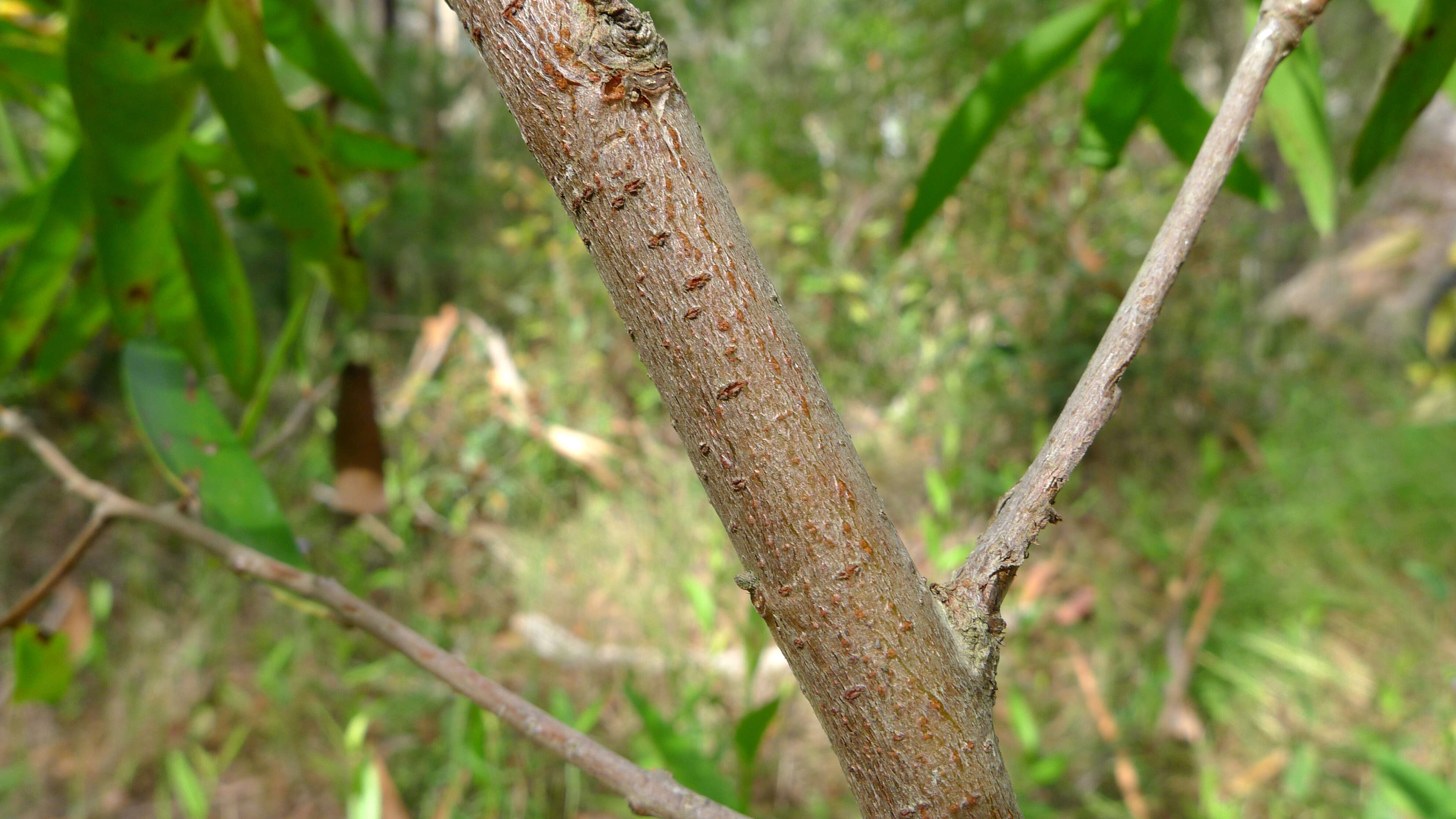 Plancia ëd Persoonia adenantha Domin