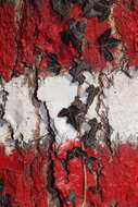 Image of English ivy