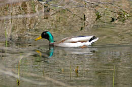 Image of Common Mallard