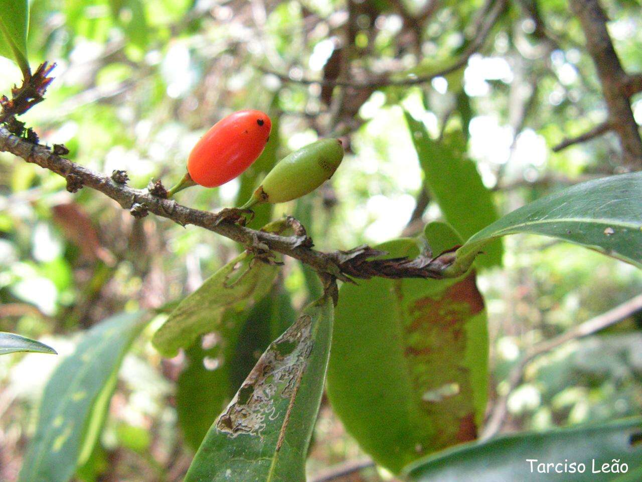 Image of Erythroxylum mucronatum Benth.