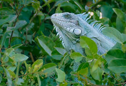 Image of Green Iguana