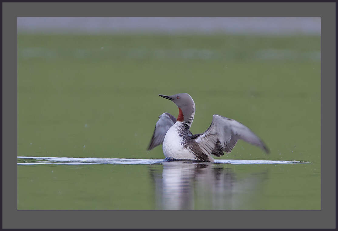 Image of loons