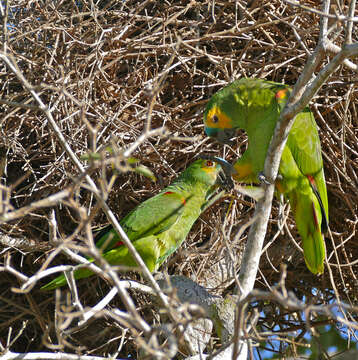 Image of Blue-fronted Amazon