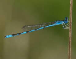 Image of bluet