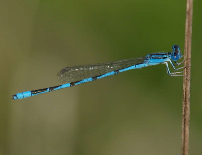 Image of bluet