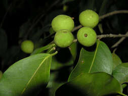 Image of Ficus pertusa L. fil.