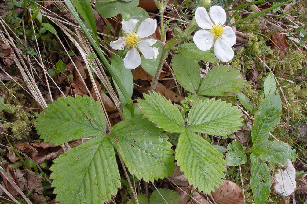 Image de Fraisier musqué