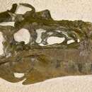 Image of Gorgosaurus libratus (Lambe 1914)