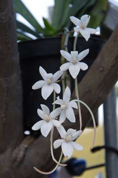 Aerangis mystacidii (Rchb. fil.) Schltr.的圖片