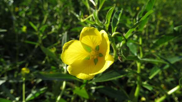 Image of floating primrose-willow