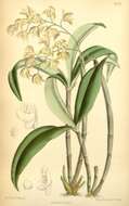 Слика од Dendrobium gracilicaule F. Muell.