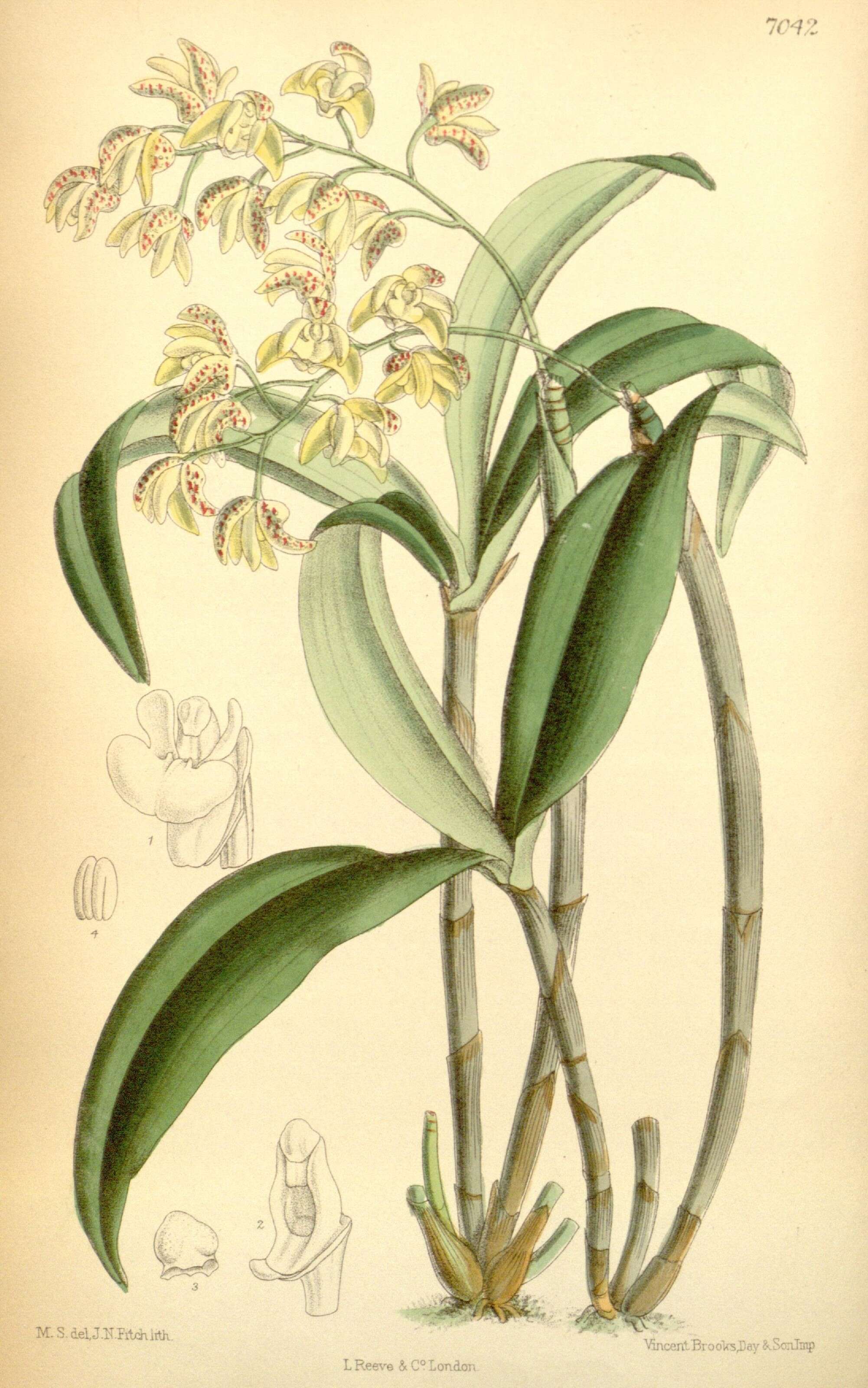 Слика од Dendrobium gracilicaule F. Muell.